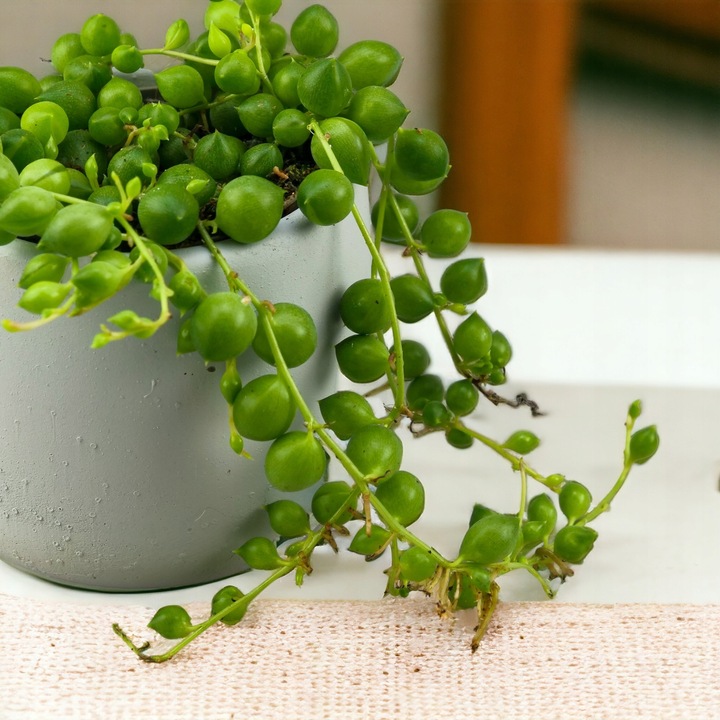 SENECIO rowleyanus STARZEC ROWLEYA D6cm ZIMOWE ZABEZPIECZENIE