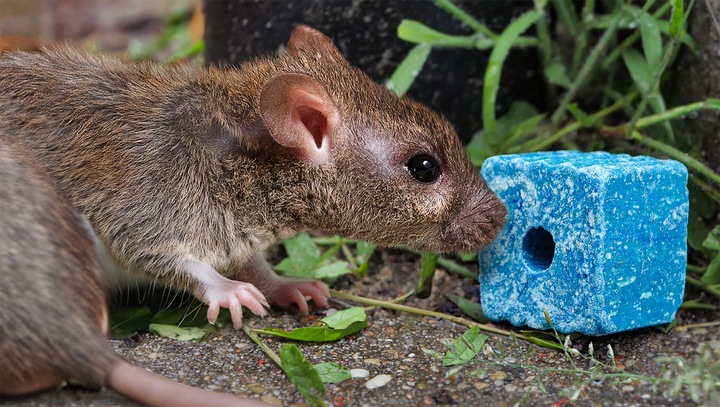 SILNA TRUTKA NA MYSZY I SZCZURY MURIBROM BRODIFAKUM KOSTKA WOSKOWA 1,5