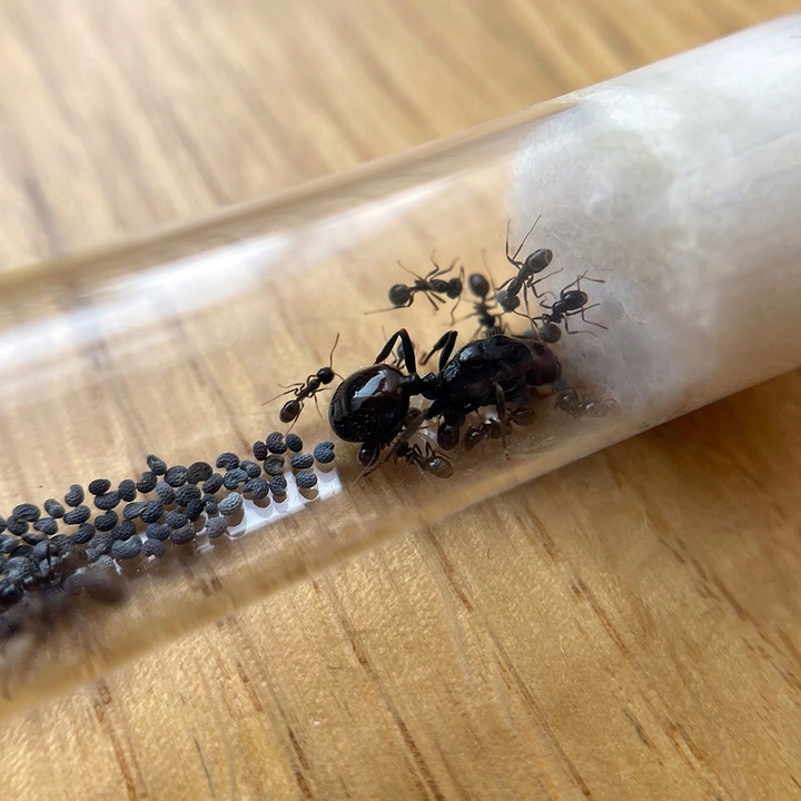 Mrówki Messor barbarus: Królowa + 11-20 robotnic