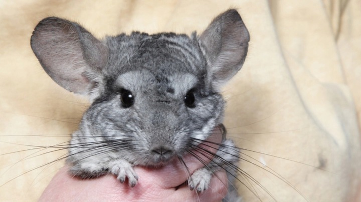 Piasek pył kąpielowy dla szynszyli, 0,1-0,5 mm, 20 kg, atest PZH