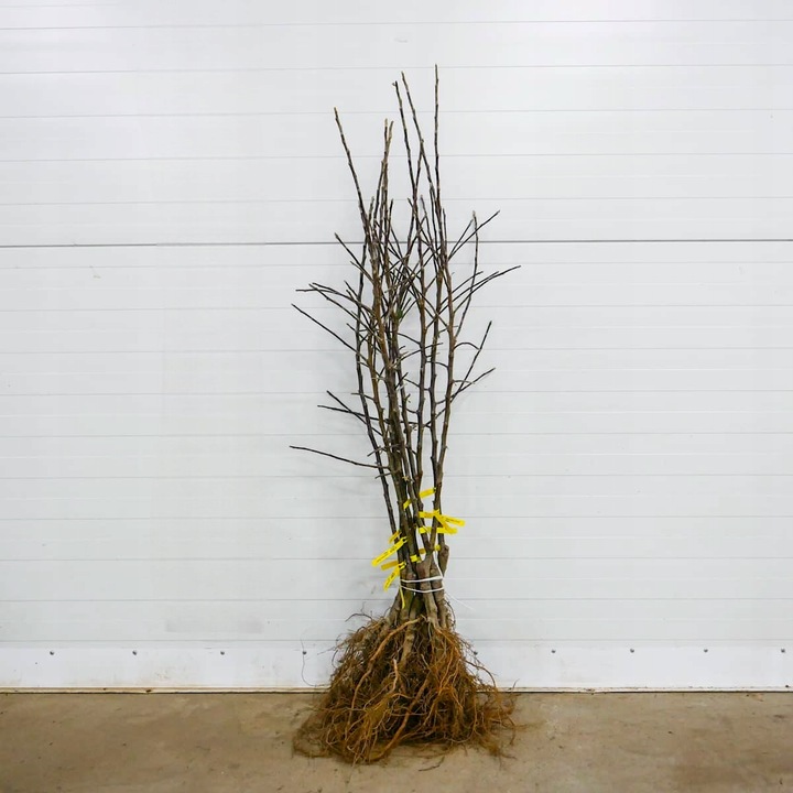 SADZONKI DRZEWKA OWOCOWE JABŁOŃ ANTONÓWKA BIAŁA ŚMIETANKOWA