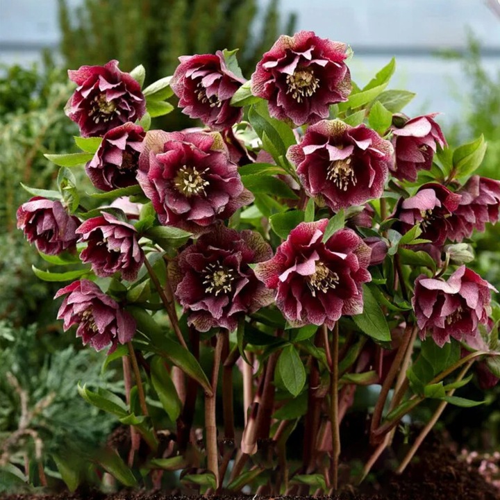 CIEMIERNIK DOUBLE ELLEN RED KWITNIE CAŁĄ ZIMĘ - SADZONKA P11/1 LITR