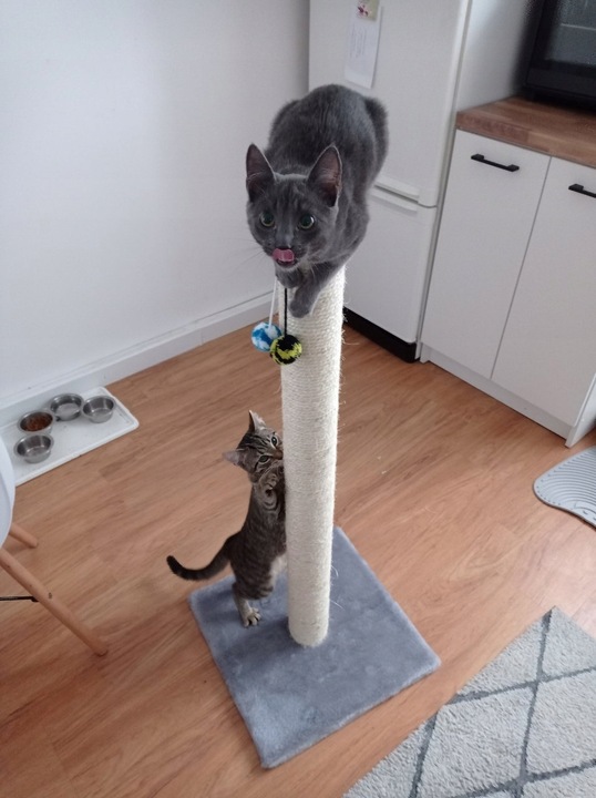 DRAPAK KOTA nr 03 , stopka 100 cm , DUŻY KOT