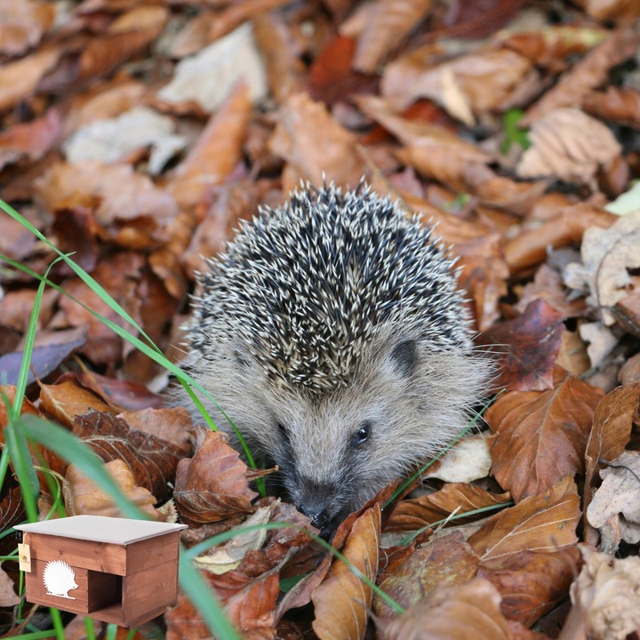 Domek dom dla Jeża jeży DREWNIANY budka dom legowisko producent XXL