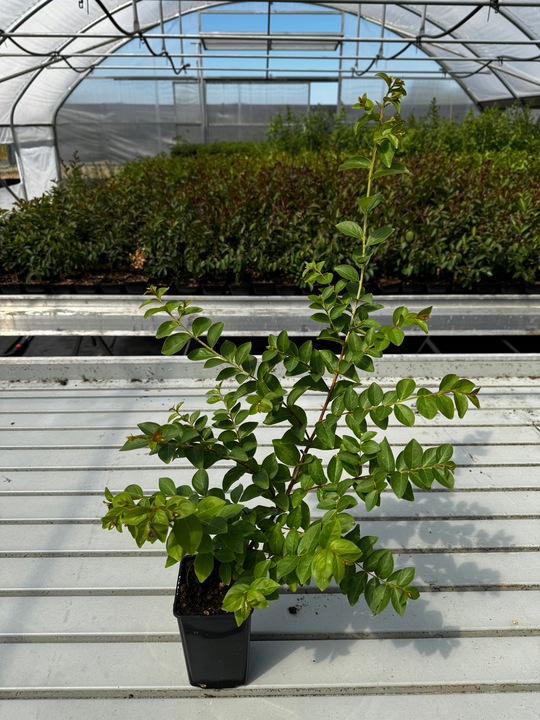 LAGERSTROEMIA INDICA NAJDŁUŻEJ KWITNĄCY KRZEW ŚWIATA PINK RÓŻOWA
