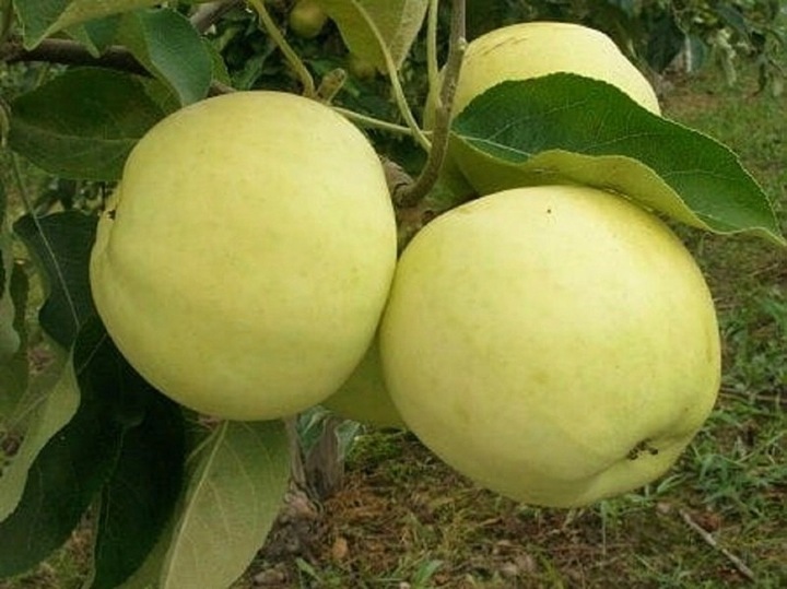 Jabłoń papierówka OLIWKA ŻÓŁTA bardzo wczesna PAPIERÓWKA Z DZIECIŃSTWA