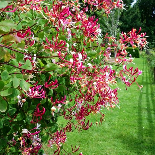 PNĄCZE NA PŁOT, ZIMOZIELONY WICIOKRZEW HENREGO - NIE ZRZUCA LIŚCI NA