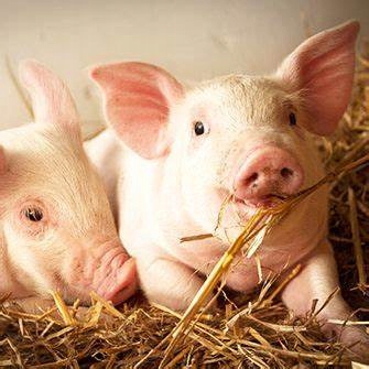 Słoma pszenna ściółka do budy , pod truskawki ,izolacja 5KG