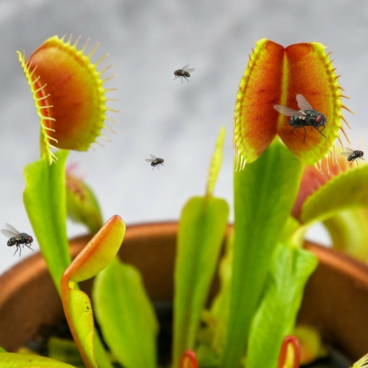 Muchołówka Dionaea Muscipula RED DRAGON OWADOŻERNA Zimoodporne