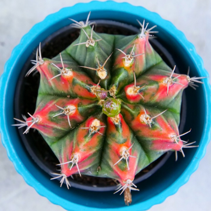 KOLOROWY KAKTUS Gymnocalycium mihanovichii Variegata NA KAŻDĄ OKAZJĘ