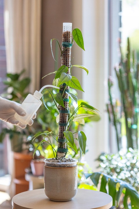 Podpora do roślin pnączy do mchu Sphagnum Palik Tyczka Do Epipremnum