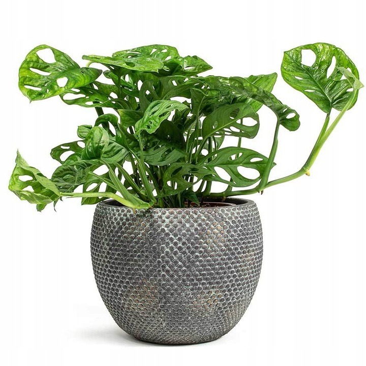 Monstera Monkey Mask Adansonii - Bardzo Ładny Kwiatek Szwajcarski Ser