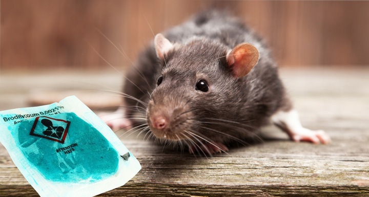 NAJMOCNIEJSZA TRUCIZNA NA DUŻE GRYZONIE STRONG