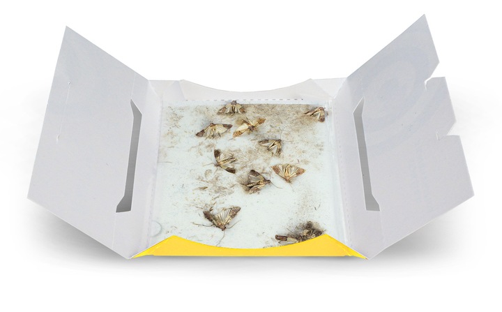 5X PUŁAPKA NA MOLE SPOŻYWCZE. SILNIE WABIĄCY LEP NA MOLE FEROTRAP