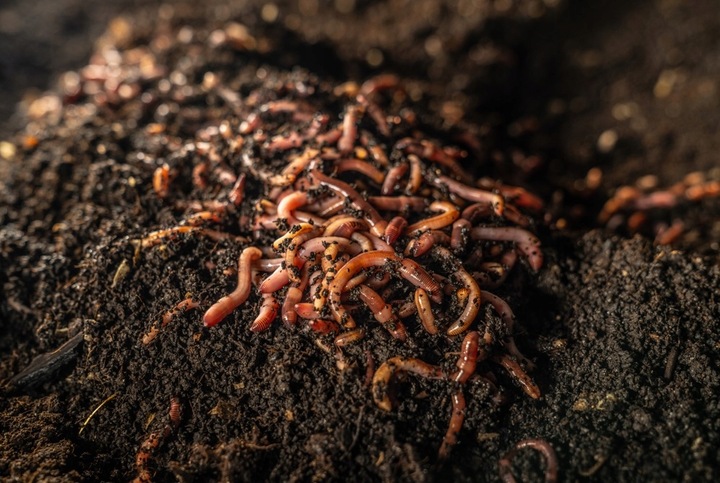 Wermikompost Naturalny NAWÓZ uniwersalny 50L BIOHUMUS do warzyw ziemia