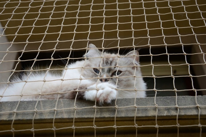 ZESTAW SIATKA NA BALKON 4x3m Z DRUCIKIEM PREMIUM DLA KOTA BEZ WIERCENIA