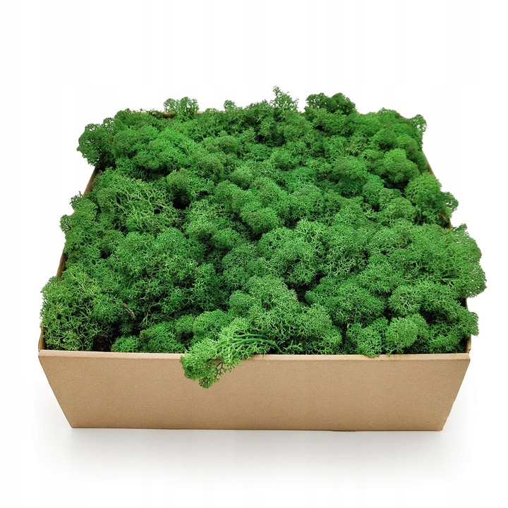 500g MECH CHROBOTEK reniferowy zielony NORWESKI