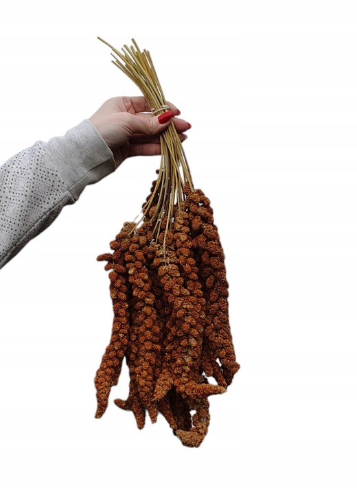 Proso senegalskie czerwone w kłosach 1 kg