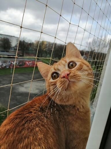 ZESTAW SIATKA NA BALKON DLA KOTA 5x2 BEZ WIERCENIA MARKA BEZPIECZNE KOTY