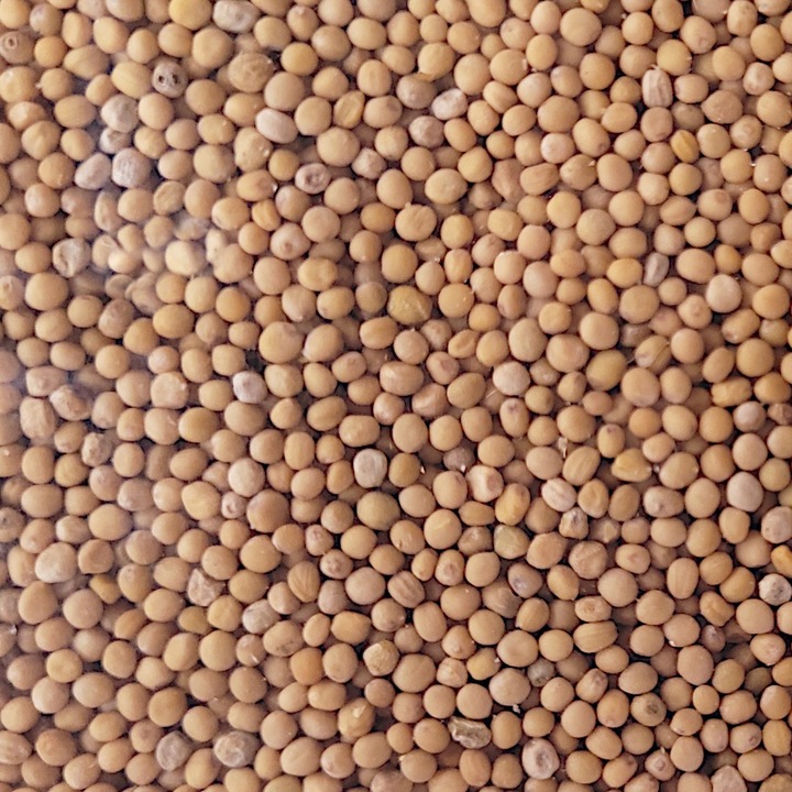 Gorczyca biała miododajna paszowa nasiona 10kg