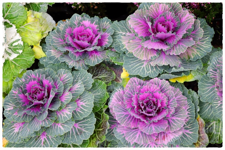 Kapusta ozdobna ZESTAW 8szt sadzonek MIX KOLORÓW na jesień i zimę