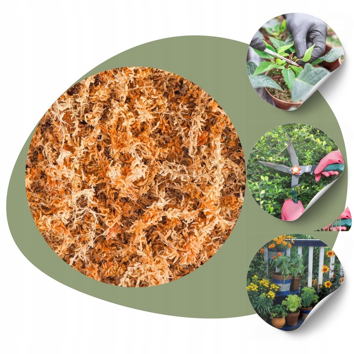 Mech Torfowiec SPHAGNUM 5L Podłoże do Storczyka Ukorzeniania Naturalny