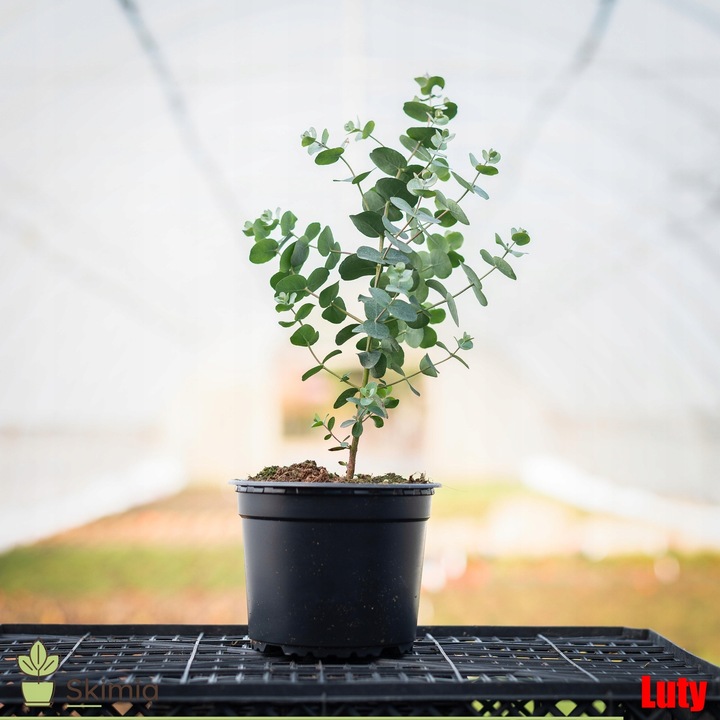 Eukaliptus Wieloletnie Niebieskie Drzewo Duże Ładne Sadzonki w