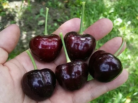 Czereśnia UKRAIŃSKA / GIGANTYCZNE OWOCE słodka i smaczna PIERWSZY