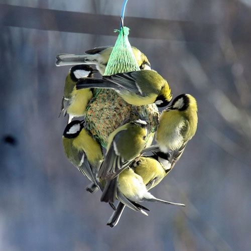 KULE TŁUSZCZOWE DLA PTAKÓW KARMA POKARM ZE SŁONECZNIK ZIARNO 30 SZTUK