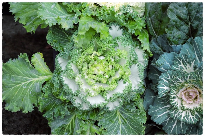 Kapusta ozdobna ZESTAW 8szt sadzonek MIX KOLORÓW na jesień i zimę