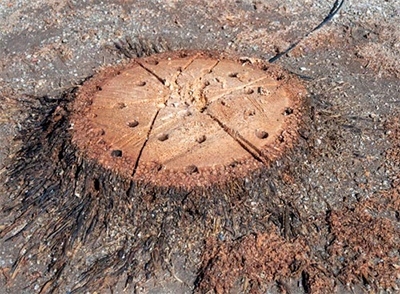 Preparat do rozkładu pni i korzeni 750ML