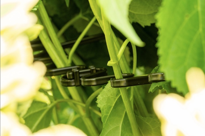 OBEJMA DO ROŚLIN UCHWYT 8 MM PODPORA ZIELONA HORTENSJE PIWONIE