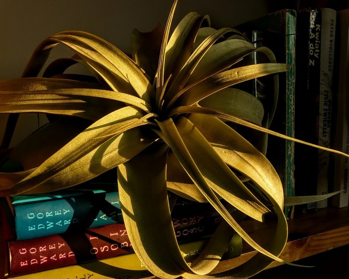 TILLANDSIA, OPLĄTWA X 6 SZT, NA START ! airplant