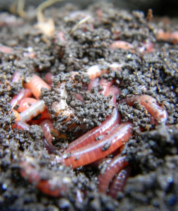 10L Bio Bigos Lekkie Uniwersalne Podłoże Ziemia do Kwiatów Monstery