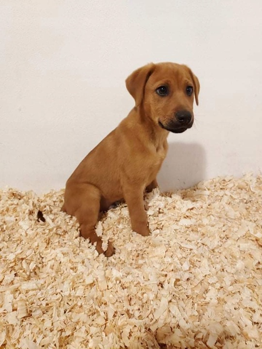 Bezpyłowe trociny ProBioBED ANTYBAKTERIA dla koni drobiu gryzoni 15kg 550l