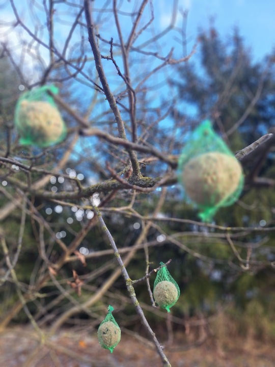 KULE TŁUSZCZOWE 50 SZT PYZY DO KARMNIKA SŁONECZNIK DLA PTAKÓW GRATIS 5