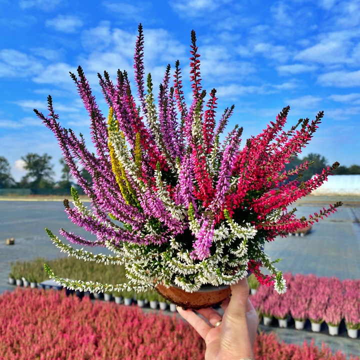 Wrzos Misa Jesienna Kompozycja Czterokolorowa Ładne Kolorowe Donice