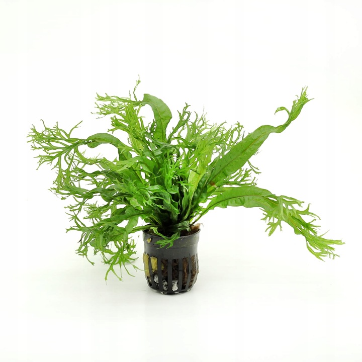 MICROSORIUM WINDELOV D roślina sadzonka do akwarium