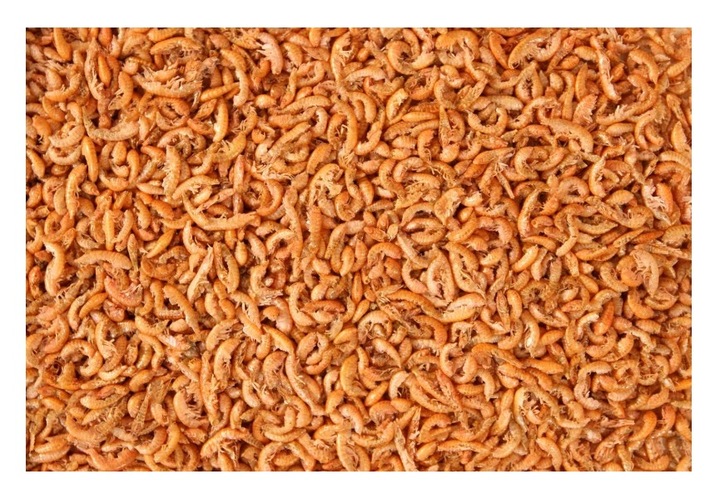 GAMMARUS KIEŁŻ SUSZONY 100G POKARM DLA ŻÓŁWIA