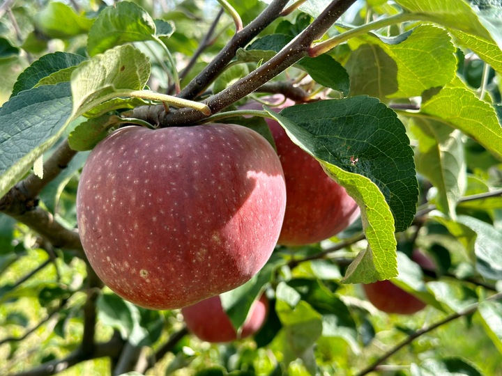 Sok jabłko aronia tłoczony z aronii z jabłkiem100% 5L naturalny dla
