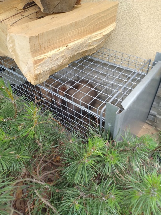 ŻYWOŁAPKA, PUŁAPKA NA KUNY, LISY, KOTY, NORKI, ŁASKI, WYDRY POLSKA