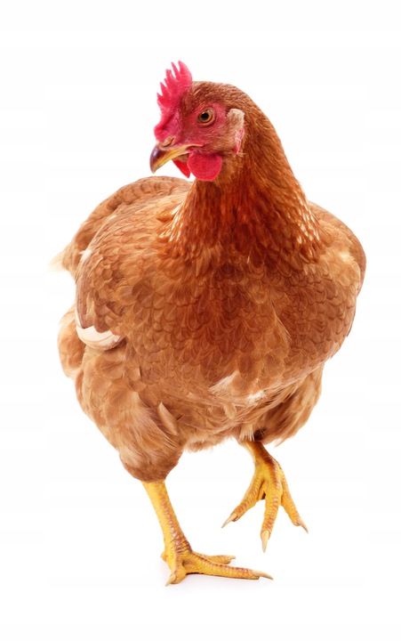 Pasza karma dla kur nioska BEZ GMO 18kg ziarno dla kur PASZARNIA TRADYCYJNA