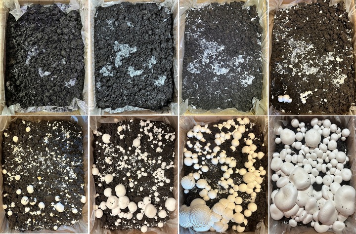 GRZYBNIA PIECZARKI BIAŁEJ BALOT 20KG ZESTAW 3FAZA + TORF 9KG +