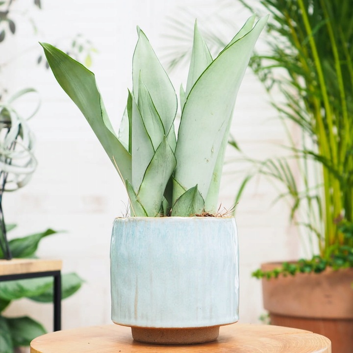 Sansevieria'Moonshine' KSIĘŻYCOWA PIĘKNOŚĆ -Sansewieria Wytrzymały Sukulent