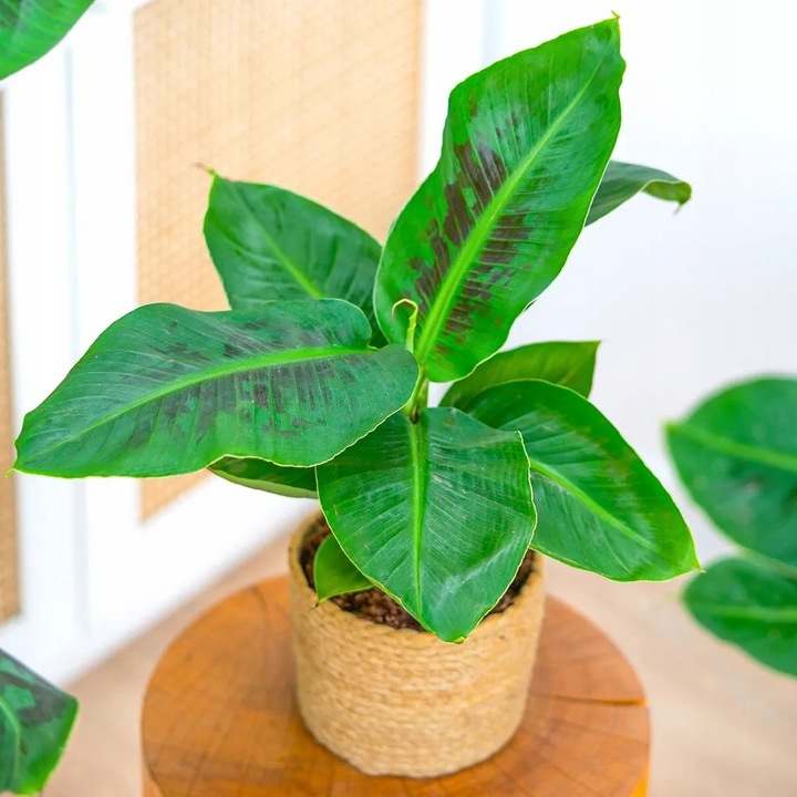 Musa acuminata Bananowiec - EGZOTYCZNY BANAN W DOMU - Duże Liście