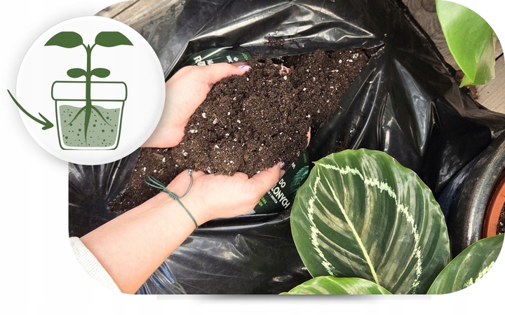 Podłoże Rośliny Zielone do Palm Juk Dracen Monstery Zamiokulkasa