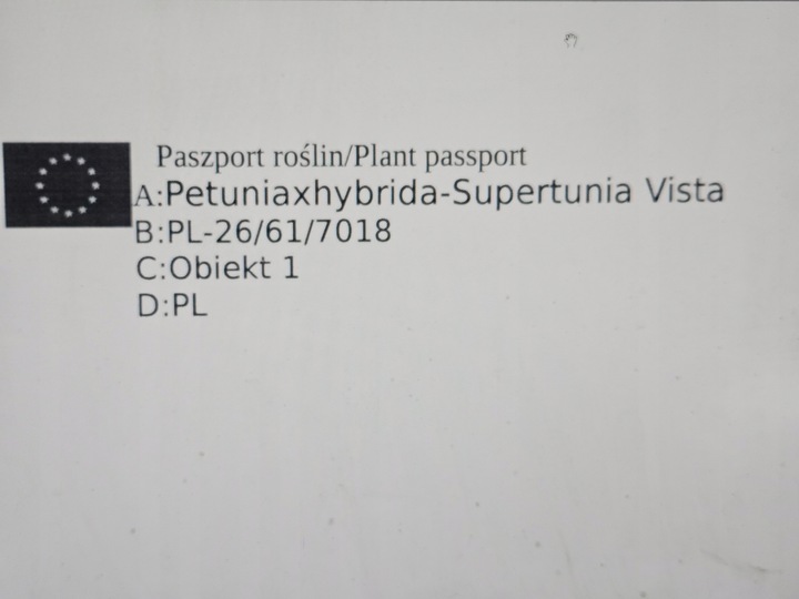 SUPERTUNIA VISTA BUBBLEGUM 6 SZTUK