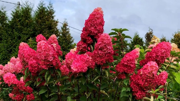 HORTENSJA bukietowa FRAISE MELBA INTENSYWNA CZERWIEŃ DUŻA XXL sadz. C2