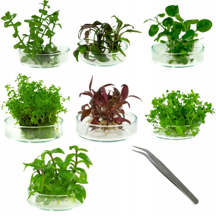 ZESTAW ROŚLIN środkowy plan środek ŁATWY ZESTAW ROŚLIN + gratis PĘSETA