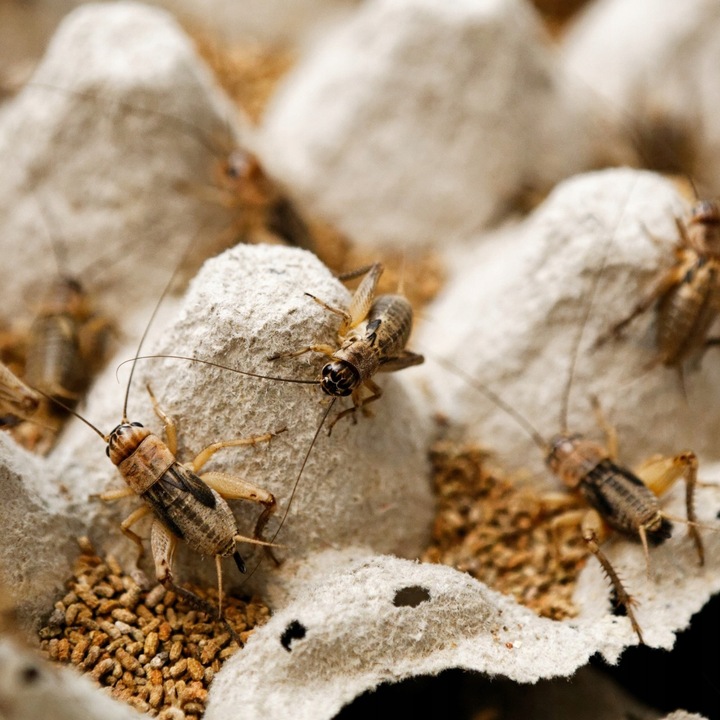 Świerszcze bananowe żywe Świerszcz średni 1,5cm - 150szt